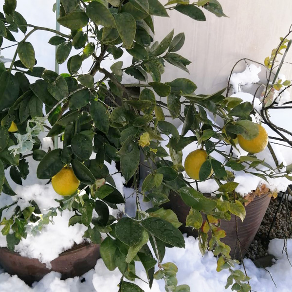 カフェエヌクラフトで栽培しているレモン1