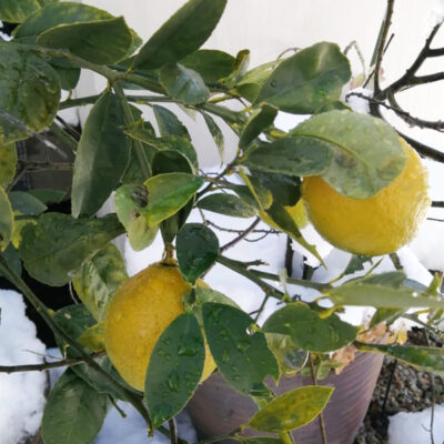 カフェエヌクラフトで栽培しているレモン2